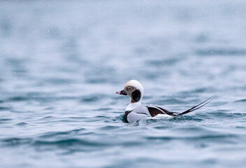 Long-tailed Duck, Clangula hyemalis