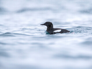 Black Guillemot, Cepphus grylle