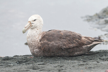 Southern Giant Petrel, Macronectes giganteus