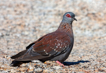 Obraz premium Speckled Pigeon, Columba guinea phaeonota