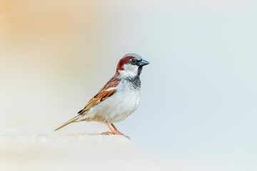 House Sparrow, Passer domesticus