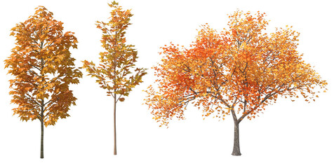 set of autumn trees 