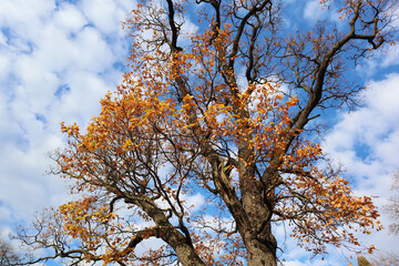 Oak tree trunk, branches and yellow leaves illuminated by the bright autumn sun. Beautiful nature view.