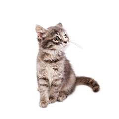 gray and white kitten on a transparent background