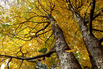 Chestnut tree (Aesculus hippocastanum) trunk, branches and yellow leaves lit by the bright autumn sun. Beautiful view of nature.