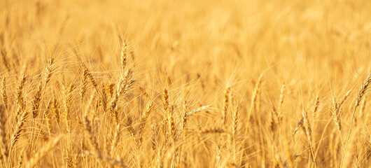 Wheat field on a sunny day. Grain farming, ears of wheat close-up. Agriculture, growing food products.