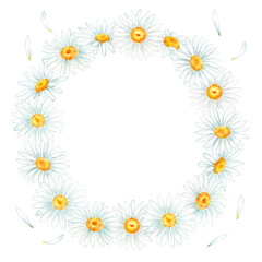 chamomile flowers watercolor