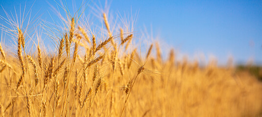 Wheat field on a sunny day. Grain farming, ears of wheat close-up. Agriculture, growing food...
