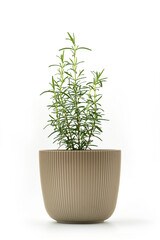 Rosemary plant in flower pot, isolated. High quality photo woth clipping path included
