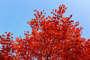 Bright red leaves of tree in autumn. Beautiful nature view.