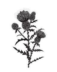 Monochrome Thistle Sprig with Flowers