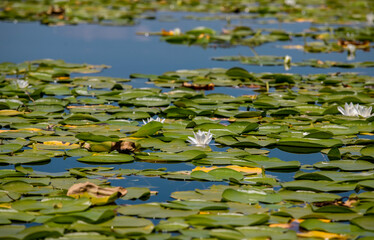 Turkey - Denizli - Lotus flowers blooming in Işıklı lake.
