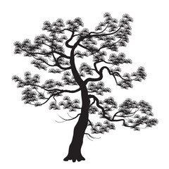 Silhouette of Old Japanese Pine Tree - 621057564