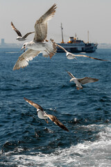 seagulls in the sea against the backdrop of a ship sailing