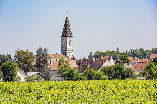 Vignes &agrave; Nuits-Saint-Georges. Vineyards in Nuits-Saint-Georges.