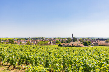 Fototapeta na wymiar Vignes à Nuits-Saint-Georges. Vineyards in Nuits-Saint-Georges.