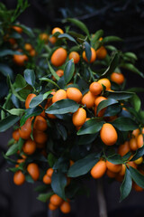 Decorative tangerines in a flowerpot