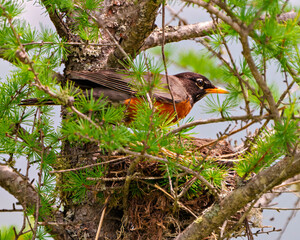 American Robin Photo and Image.  Robin nesting on a tamarack tree with a blur forest background in its environment and habitat surrounding.  Robin Picture. Headshot.
