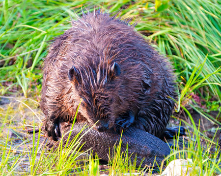 Beaver Photo and Image.  Beaver tail. Close-up front view grooming its beaver tail and displaying, tail in its environment with a grass background.