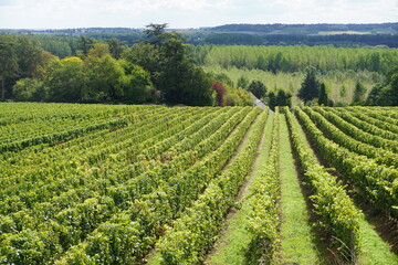 Fototapeta na wymiar rows of vines in vineyard in the Loire valley in the spring in France