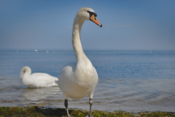 The white swan come out of the water and stands on the seashore