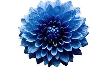 unusual macro of a dark blue dahlia flower on a white background. made using generative AI tools