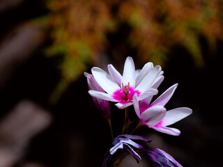 pink white blooming flower on a sunny day