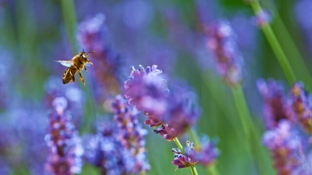 Bee Flying Into Lavender Blossom, Gathering Pollen, Macro Shot. Filmed on High Speed Cinema Camera, 1000fps.