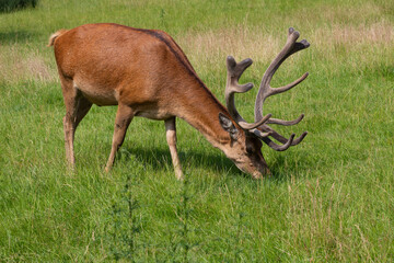Deer, Le Houga, France