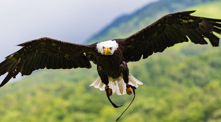 Royal eagle, Pyrenees, France