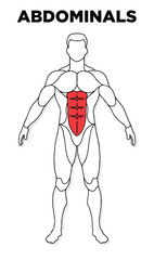 Human Abdominal  muscle male anatomy model vector, perfect for gym illustration, health, medicine and biology lessons.