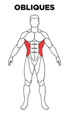 Human Obliques muscle male anatomy model vector, perfect for gym illustration, health, medicine and biology lessons.