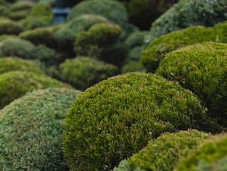 A park with beautifully manicured and trimmed bushes