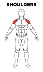 Human Shoulders muscle male anatomy model vector, perfect for gym illustration, health, medicine and biology lessons.