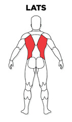Human Lats muscle male anatomy model vector, perfect for gym illustration, health, medicine and biology lessons.