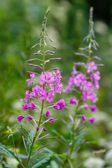 Fireweed (Epilobium angustifolium) in bloom in summer 