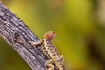 A female desert spiny lizard, Sceloporus magister, displaying breeding colors of orange and yellow while basking on a fallen dead log in the Sonoran Desert. Pima County, Tucson, Arizona, USA.