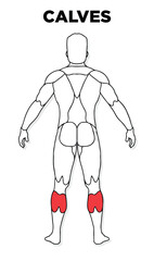 Human Calves muscle male anatomy model vector, perfect for gym illustration, health, medicine and biology lessons.