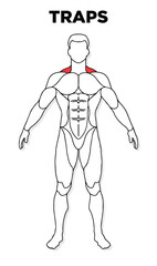Human Traps muscle male anatomy model vector, perfect for gym illustration, health, medicine and biology lessons.