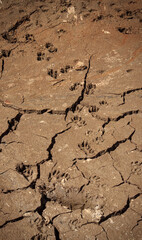 Dry Cracked Soil Texture Background