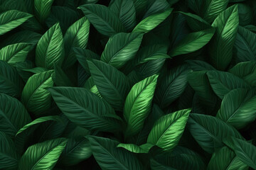 Naklejka na ściany i meble Leaves of Spathiphyllum cannifolium, abstract dark green texture, nature background, tropical leaf. Generative Ai, Ai.