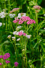 Common yarrow, or cut grass ( Latin Achillea millefolium ) is a perennial herbaceous plant