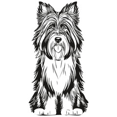 Bearded Collie dog cartoon face ink portrait, black and white sketch drawing, tshirt print
