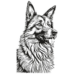 Belgian Tervuren dog portrait in vector, animal hand drawing for tattoo or tshirt print illustration