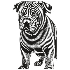 Chinese Shar Pei dog pet silhouette, animal line illustration hand drawn black and white vector sketch drawing