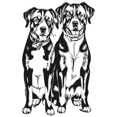 Entlebucher Mountain dog cartoon face ink portrait, black and white sketch drawing, tshirt print