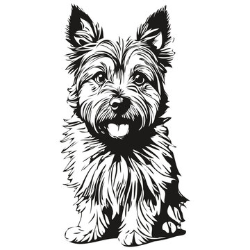 Cairn Terrier dog head line drawing vector,hand drawn illustration with transparent background sketch drawing