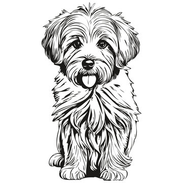 Coton de Tulear dog vector graphics, hand drawn pencil animal line illustration sketch drawing