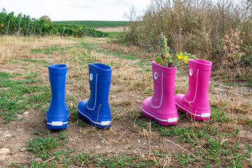 Pink und blue rubber boots in the field with grapes.