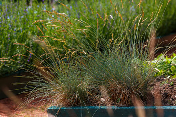 Gray fescue ( lat. Festuca glauca ) is a species of flowering plant of the Grass family ( Poaceae )
